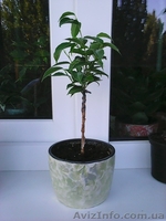 Фикусы Бенджамина Кинки,Нина,Старлайт.Бенедикта Али.Очищают воздух от вредных  - <ro>Изображение</ro><ru>Изображение</ru> #7, <ru>Объявление</ru> #1147682