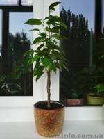 Фикусы Бенджамина Кинки,Нина,Старлайт.Бенедикта Али.Очищают воздух от вредных  - <ro>Изображение</ro><ru>Изображение</ru> #4, <ru>Объявление</ru> #1147682