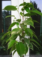 Фикусы Бенджамина Кинки,Нина,Старлайт.Бенедикта Али.Очищают воздух от вредных  - <ro>Изображение</ro><ru>Изображение</ru> #1, <ru>Объявление</ru> #1147682