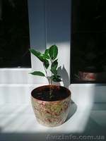 Фикусы Бенджамина Кинки,Нина,Старлайт.Бенедикта Али.Очищают воздух от вредных  - <ro>Изображение</ro><ru>Изображение</ru> #8, <ru>Объявление</ru> #1147682