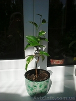 Фикусы Бенджамина Кинки,Нина,Старлайт.Бенедикта Али.Очищают воздух от вредных  - <ro>Изображение</ro><ru>Изображение</ru> #5, <ru>Объявление</ru> #1147682