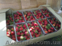 Ящик для клубники (гофро-лоток) - <ro>Изображение</ro><ru>Изображение</ru> #1, <ru>Объявление</ru> #1223055