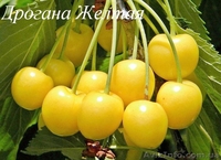 Саженцы плодовых деревьев от производителя - <ro>Изображение</ro><ru>Изображение</ru> #2, <ru>Объявление</ru> #1160889