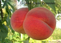 Саженцы плодовых деревьев от производителя - <ro>Изображение</ro><ru>Изображение</ru> #4, <ru>Объявление</ru> #1160889