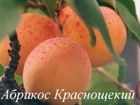 Саженцы плодовых деревьев от производителя - <ro>Изображение</ro><ru>Изображение</ru> #5, <ru>Объявление</ru> #1160889