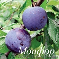 Саженцы плодовых деревьев от производителя - <ro>Изображение</ro><ru>Изображение</ru> #3, <ru>Объявление</ru> #1160889