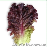 Семена салата КS 101 (Китано) - <ro>Изображение</ro><ru>Изображение</ru> #1, <ru>Объявление</ru> #1278792