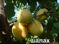 Саженцы плодовых деревьев Большой выбор соротов - <ro>Изображение</ro><ru>Изображение</ru> #4, <ru>Объявление</ru> #1172521