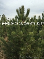 Новогодние живые сосны оптом 2016 - <ro>Изображение</ro><ru>Изображение</ru> #1, <ru>Объявление</ru> #1487582