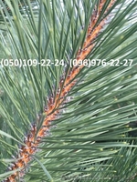 Новогодние живые сосны оптом 2016 - <ro>Изображение</ro><ru>Изображение</ru> #3, <ru>Объявление</ru> #1487582