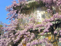 Саженцы морозостойкой Глицинии Вистерии от 24 грн с доставкой по Украине - <ro>Изображение</ro><ru>Изображение</ru> #10, <ru>Объявление</ru> #1490815