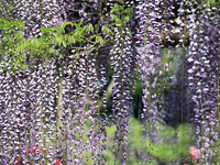 Саженцы морозостойкой Глицинии Вистерии от 24 грн с доставкой по Украине - <ro>Изображение</ro><ru>Изображение</ru> #6, <ru>Объявление</ru> #1490815