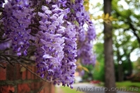 Саженцы морозостойкой Глицинии Вистерии от 24 грн с доставкой по Украине - <ro>Изображение</ro><ru>Изображение</ru> #9, <ru>Объявление</ru> #1490815