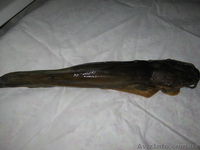 Продам сома мраморного живого свежемороженного, а так же копченного - <ro>Изображение</ro><ru>Изображение</ru> #2, <ru>Объявление</ru> #1485262