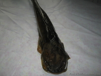 Продам сома мраморного живого свежемороженного, а так же копченного - <ro>Изображение</ro><ru>Изображение</ru> #3, <ru>Объявление</ru> #1485262