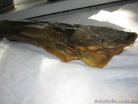 Продам сома мраморного живого свежемороженного, а так же копченного - <ro>Изображение</ro><ru>Изображение</ru> #4, <ru>Объявление</ru> #1485262