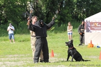 Щенки немецкой овчарки черного окраса - <ro>Изображение</ro><ru>Изображение</ru> #2, <ru>Объявление</ru> #1494533