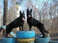 Щенки немецкой овчарки черного окраса - <ro>Изображение</ro><ru>Изображение</ru> #3, <ru>Объявление</ru> #1494533