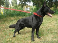 Щенки немецкой овчарки черного окраса - <ro>Изображение</ro><ru>Изображение</ru> #4, <ru>Объявление</ru> #1494533