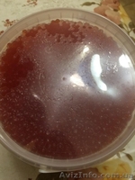  Красная икра от 550грн/кг формируем дилерскую сеть - <ro>Изображение</ro><ru>Изображение</ru> #3, <ru>Объявление</ru> #1521496