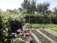 Дачный участок, черта города, Коммунаровский район. - <ro>Изображение</ro><ru>Изображение</ru> #5, <ru>Объявление</ru> #1542802