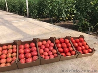 продам Розовый и Желтый тепличный помидор - <ro>Изображение</ro><ru>Изображение</ru> #6, <ru>Объявление</ru> #1557380