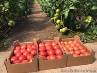 продам Розовый и Желтый тепличный помидор - <ro>Изображение</ro><ru>Изображение</ru> #7, <ru>Объявление</ru> #1557380