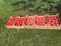 продам Розовый и Желтый тепличный помидор - <ro>Изображение</ro><ru>Изображение</ru> #8, <ru>Объявление</ru> #1557380