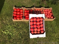 продам Розовый и Желтый тепличный помидор - <ro>Изображение</ro><ru>Изображение</ru> #10, <ru>Объявление</ru> #1557380