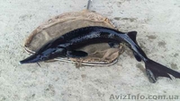 Продам рыбу товарную осетра, зарыбок осетровых. - <ro>Изображение</ro><ru>Изображение</ru> #1, <ru>Объявление</ru> #1570948