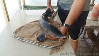 Продам рыбу товарную осетра, зарыбок осетровых. - <ro>Изображение</ro><ru>Изображение</ru> #2, <ru>Объявление</ru> #1570948