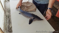 Продам рыбу товарную осетра, зарыбок осетровых. - <ro>Изображение</ro><ru>Изображение</ru> #3, <ru>Объявление</ru> #1570948