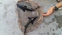 Продам рыбу товарную осетра, зарыбок осетровых. - <ro>Изображение</ro><ru>Изображение</ru> #6, <ru>Объявление</ru> #1570948