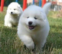 Продам щенков самоеда. Бердянск - <ro>Изображение</ro><ru>Изображение</ru> #2, <ru>Объявление</ru> #1583393