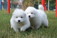 Продам щенков самоеда. Бердянск - <ro>Изображение</ro><ru>Изображение</ru> #3, <ru>Объявление</ru> #1583393