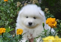 Продам щенков самоеда. Бердянск - <ro>Изображение</ro><ru>Изображение</ru> #4, <ru>Объявление</ru> #1583393