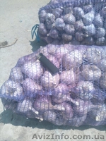 Продам чеснок Токмак - <ro>Изображение</ro><ru>Изображение</ru> #1, <ru>Объявление</ru> #1582040