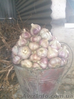 Продам чеснок Токмак - <ro>Изображение</ro><ru>Изображение</ru> #2, <ru>Объявление</ru> #1582040