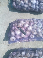 Продам чеснок Токмак - <ro>Изображение</ro><ru>Изображение</ru> #3, <ru>Объявление</ru> #1582040