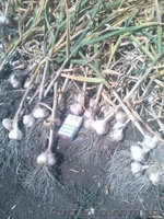 Продам чеснок Токмак - <ro>Изображение</ro><ru>Изображение</ru> #4, <ru>Объявление</ru> #1582040