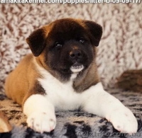 Американская акита - дети чемпионов! - <ro>Изображение</ro><ru>Изображение</ru> #1, <ru>Объявление</ru> #1594166