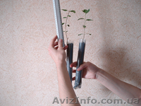 Саженцы Фисташки (морозостойкой) . Звоните! - <ro>Изображение</ro><ru>Изображение</ru> #2, <ru>Объявление</ru> #1609249