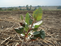 Саженцы Фисташки (морозостойкой) . Звоните! - <ro>Изображение</ro><ru>Изображение</ru> #1, <ru>Объявление</ru> #1609249
