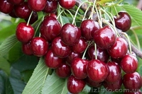 Разные сорта Черешни, Абрикос ОПТ от 1тонны - <ro>Изображение</ro><ru>Изображение</ru> #5, <ru>Объявление</ru> #1624119