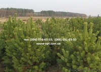 Сосна, новогодняя елка оптом (Пихта, сосна, Крымка) - <ro>Изображение</ro><ru>Изображение</ru> #1, <ru>Объявление</ru> #1637774