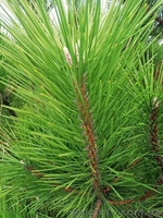 Сосна, новогодняя елка оптом (Пихта, сосна, Крымка) - <ro>Изображение</ro><ru>Изображение</ru> #2, <ru>Объявление</ru> #1637774