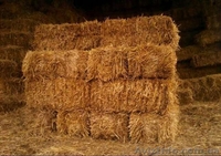 Доставка  пшеничной Соломы в тюках по Запорожью. - <ro>Изображение</ro><ru>Изображение</ru> #2, <ru>Объявление</ru> #1640273