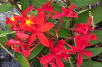 Комплект 6 саженцев орхидей в контейнере - 250 грн. Акция! - <ro>Изображение</ro><ru>Изображение</ru> #2, <ru>Объявление</ru> #1643816