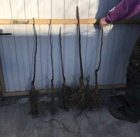 Купить саженцы орехов. Питомник. Опт и розница. - <ro>Изображение</ro><ru>Изображение</ru> #1, <ru>Объявление</ru> #1650967