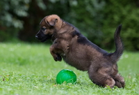 Великолепные щенки овчарок немецких линий - <ro>Изображение</ro><ru>Изображение</ru> #1, <ru>Объявление</ru> #1670074
